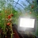 Фто прожектор Era Lighting Fito 100W  мкмоль/с 200 для цветения и плодоношения